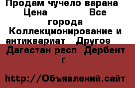 Продам чучело варана › Цена ­ 15 000 - Все города Коллекционирование и антиквариат » Другое   . Дагестан респ.,Дербент г.